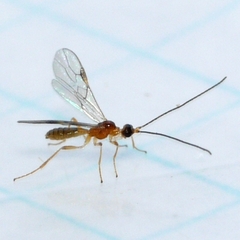 Braconinae