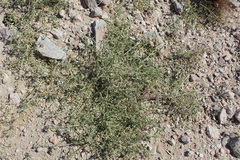 Ditaxis serrata