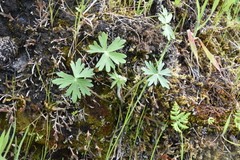 Delphinium menziesii
