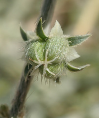 Ditaxis serrata