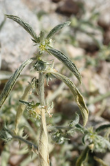 Ditaxis serrata