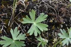 Delphinium menziesii