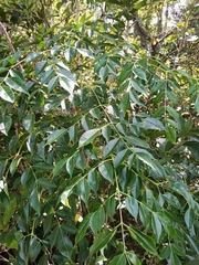 Toxicodendron succedaneum