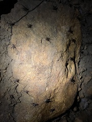 Australotettix