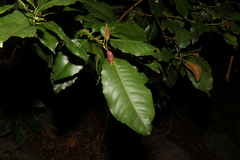 Schizomeria ovata