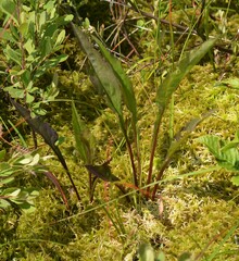 Solidago uliginosa