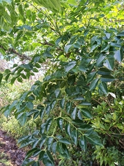Toxicodendron succedaneum