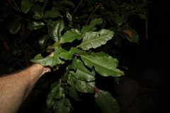 Schizomeria ovata