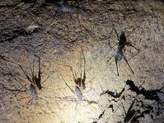 Australotettix