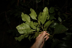 Schizomeria ovata