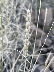 Hilaria rigida