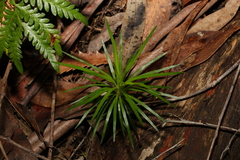 Stylidium productum