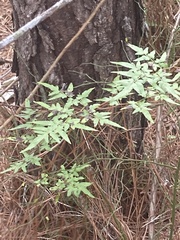 Lygodium japonicum