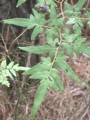 Lygodium japonicum
