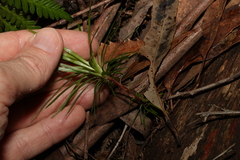 Stylidium productum