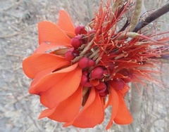 Erythrina caffra