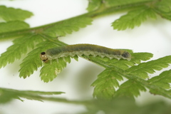 Thrinax albidopicta