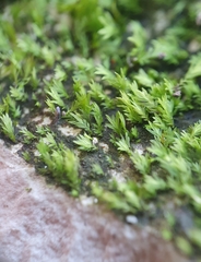 Fissidens gracilifolius