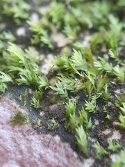 Fissidens gracilifolius