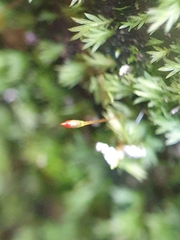 Fissidens gracilifolius