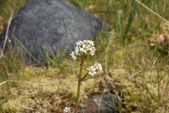 Micranthes integrifolia