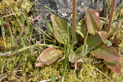 Micranthes integrifolia