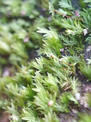 Fissidens gracilifolius