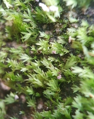 Fissidens gracilifolius