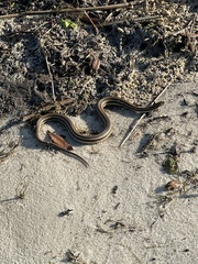 Nerodia clarkii clarkii