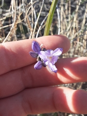 Dipterostemon capitatus