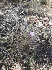 Dipterostemon capitatus