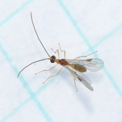 Braconinae