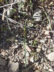 Dipterostemon capitatus