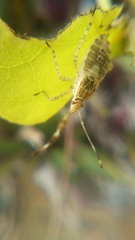 Hypselonotus punctiventris