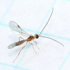 Braconinae
