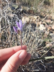 Dipterostemon capitatus