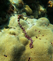 Baseodiscus mexicanus