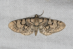Eupithecia venosata