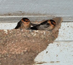 Cave Swallow photo 6