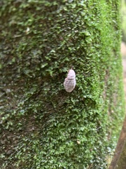 Coelostomidia