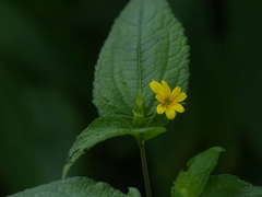 Wedelia urticaefolia