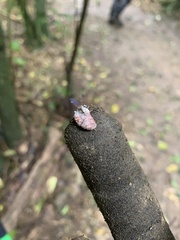 Coelostomidia