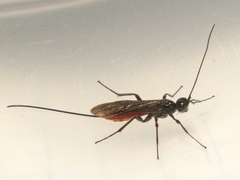 Braconinae