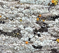 Lecanora caesiorubella