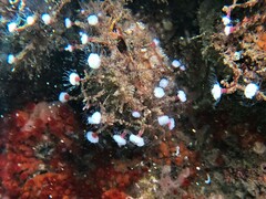 Ectopleura