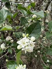 Ehretia
