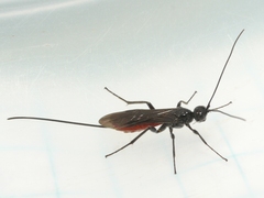 Braconinae