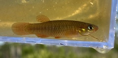 Fundulus rubrifrons