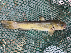 Ameiurus brunneus
