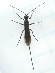 Braconinae